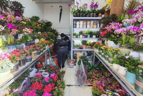 新年春意,花市先知 石景山花卉市场热闹起来