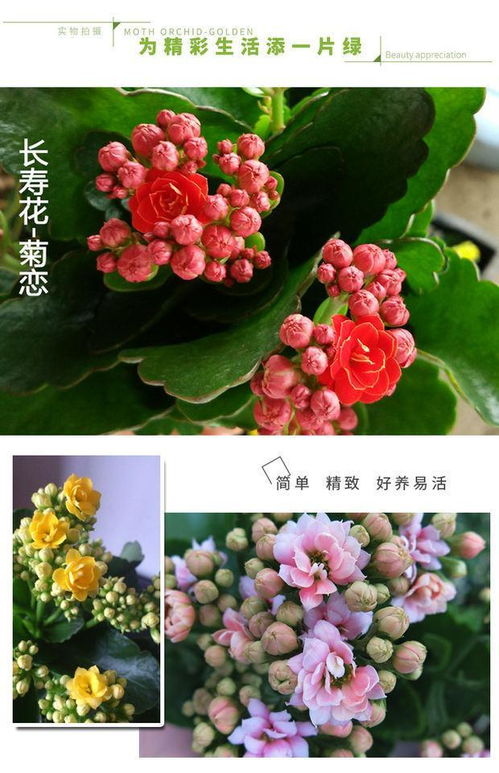 长寿花苗花盆栽重瓣花苗带花包邮四季花卉植物净化空气吸甲醛