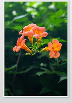 凌霄花大暑花卉黄色花朵清爽摄影图